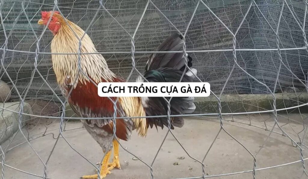 cách trồng cựa gà đá